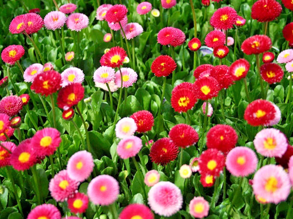 401+ENGLISH DAISY MIX Flower Seeds European Wildflower Early Blooms Groundcover