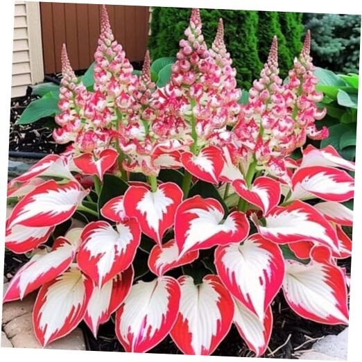 Hosta Seeds, 160+ Non-GMO Heirloom Shade Plants, Hardy Perennial Garden Foliage
