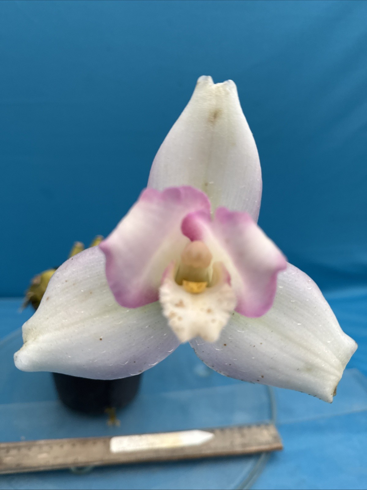 Lycaste Auburn X skinneri Pink White Red Exact BS New Growth Orchid 5.5” Pot