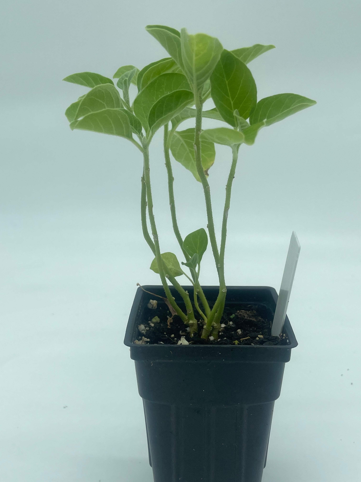 African Ashwagandha Starter Plant – Withania Somnifera