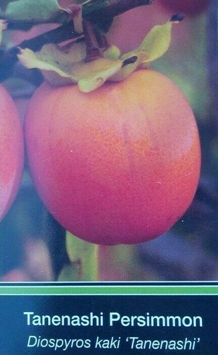 4′-6′ Tanenashi Persimmon Fruit Tree Plant Healthy Trees Grow Persimmons Plants