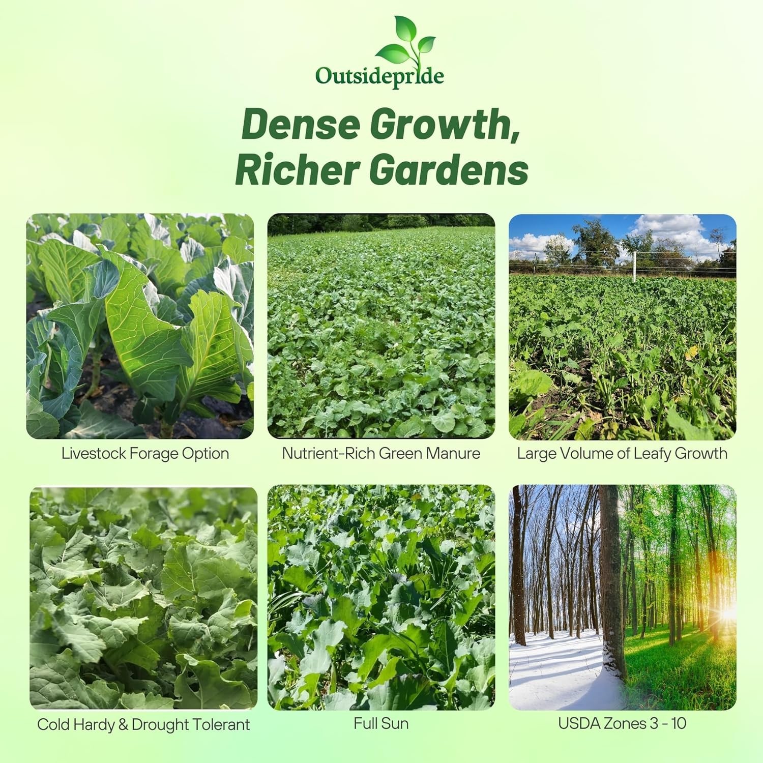 50 LBS Bayou Kale Cover Crop, Forage, & Wildlife Food Plot Seed
