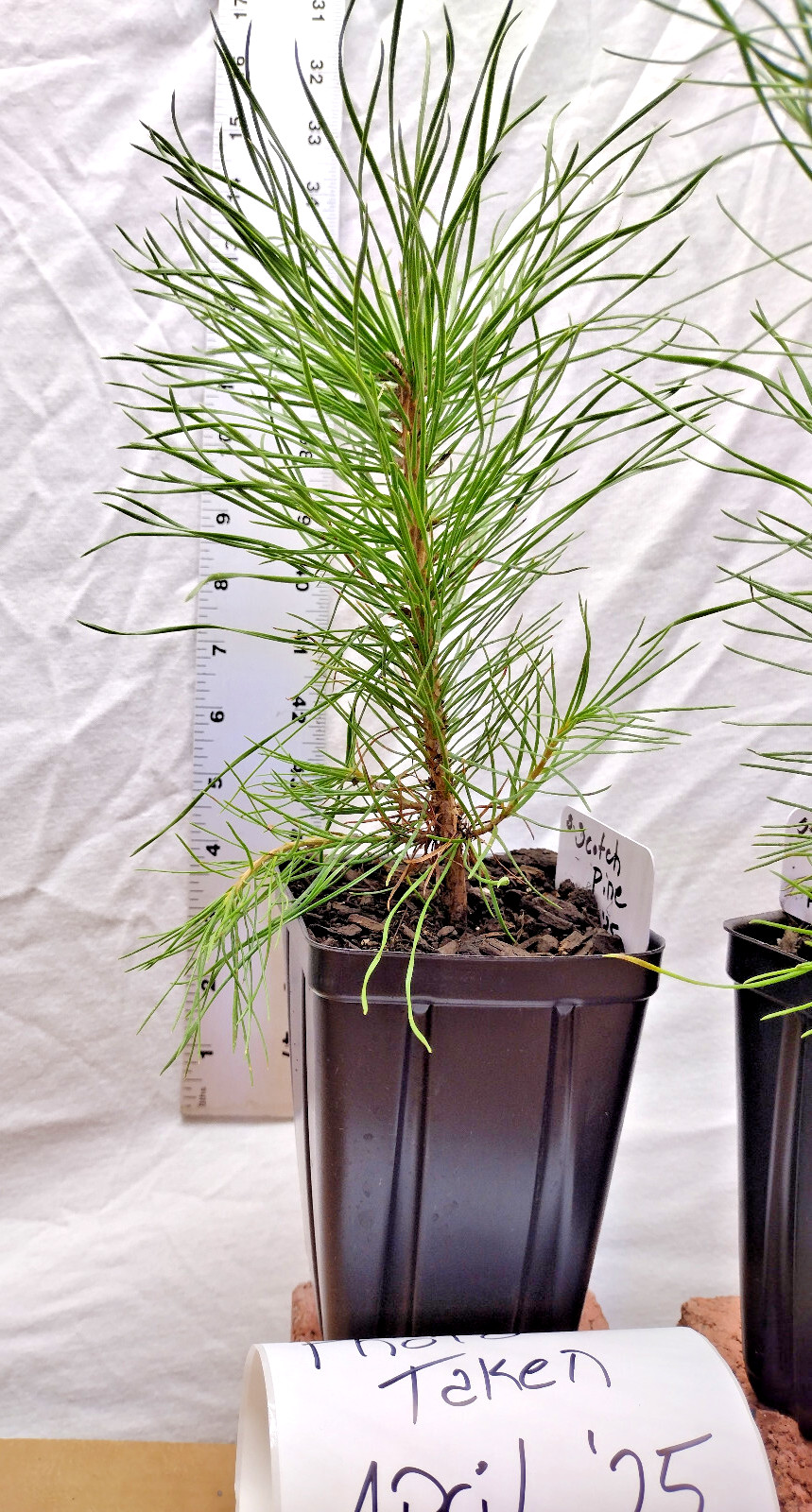 Scotch/Scots Pine. Pinus sylvestris. One year old tree in nursery pot ready for