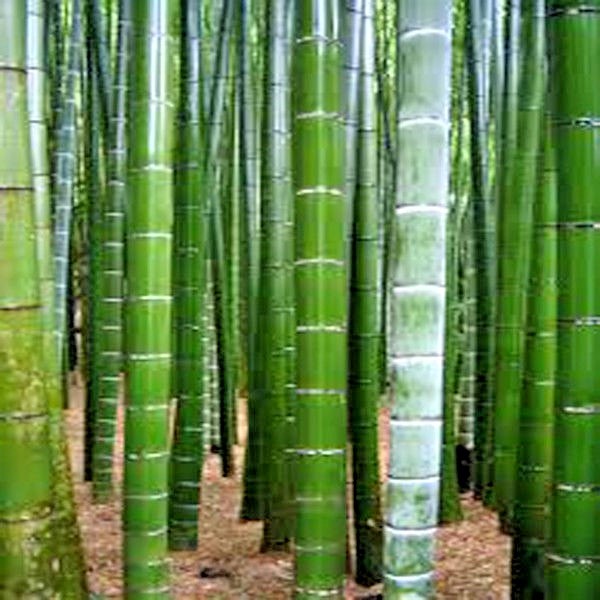 20 GIANT MOSO BAMBOO SEEDS – Phyllostachys pubescens