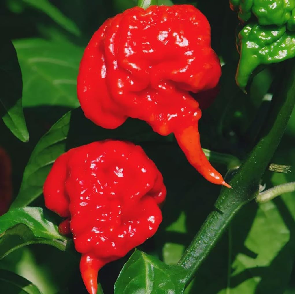 100PCS Carolina Reaper Chili Pepper Seeds Hot Pepper Vegetable Seeds Heirloom