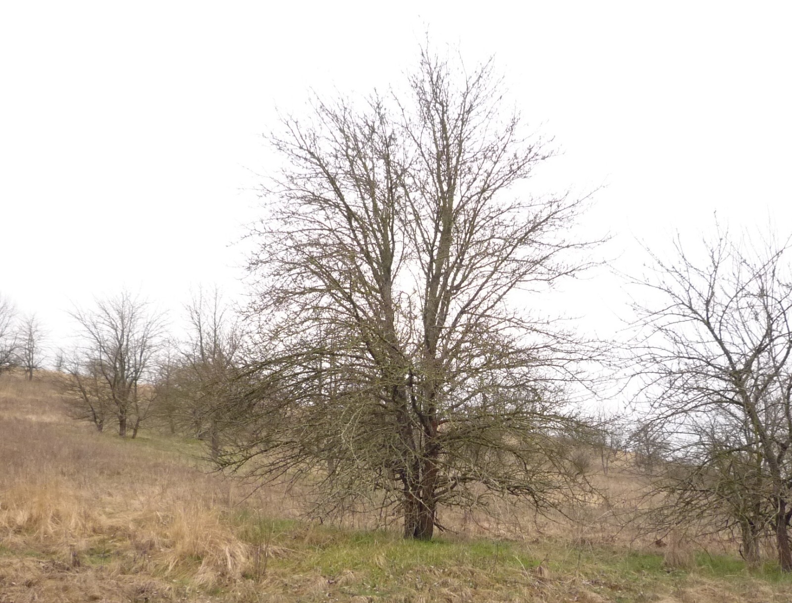 European Pear Tree | Premium Seeds | Pyrus communis ‘Fall’ | Plants’®