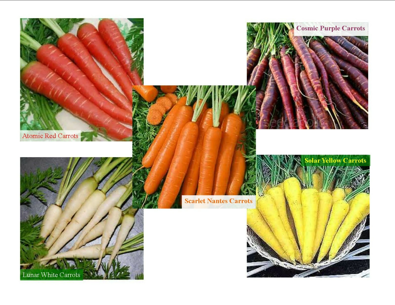 RAINBOW OF CARROT SEEDS, HEIRLOOM, Non-Gmo, Fresh and Fun Seeds For Everyone
