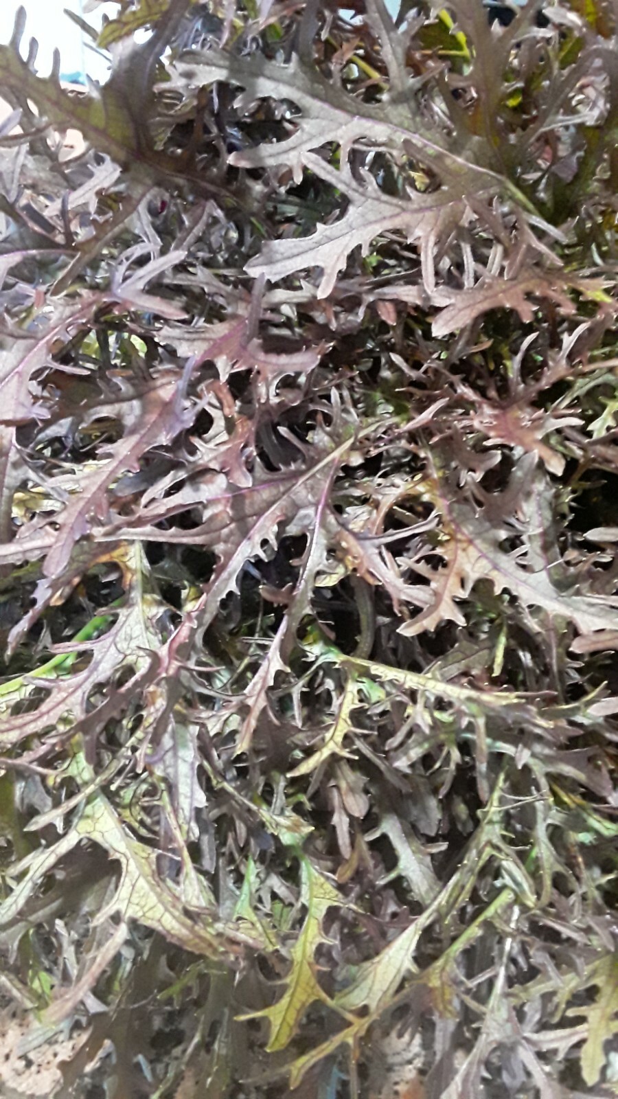 300 Seeds Red Leaf Mizuna Japanese mustard seeds.