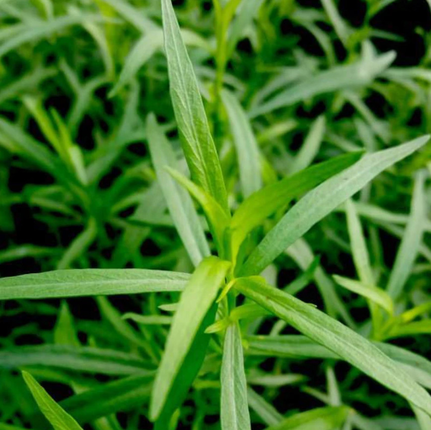 2 Live French Tarragon Herb Plugs – 2–5″Tall – Aromatic, Culinary & Easy to Grow
