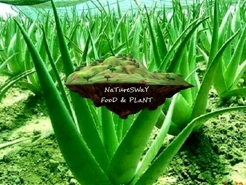 Aloe Vera Gel Barbadensis Organic Leaf, Edible Vitamins Minerals