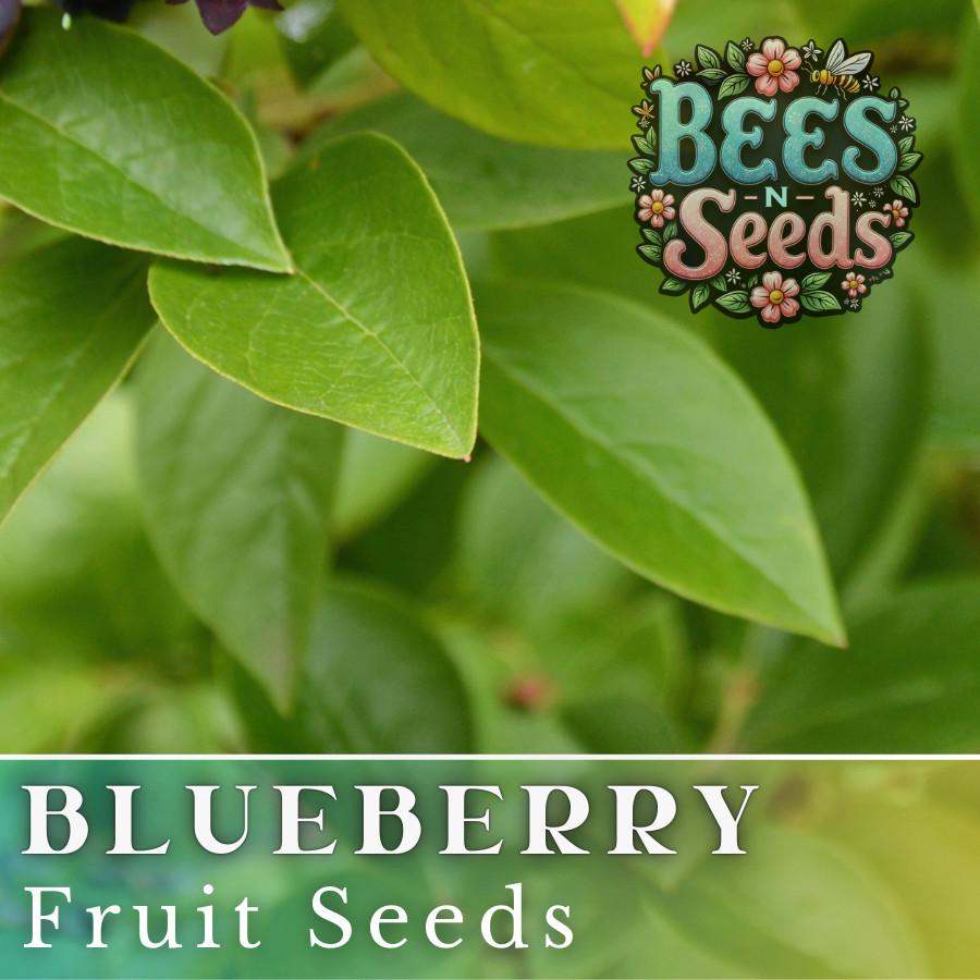 Blueberry Seeds 200, 750 or 3,200 Seeds Fruit Seeds, Non GMO, Bulk Seeds, Berry