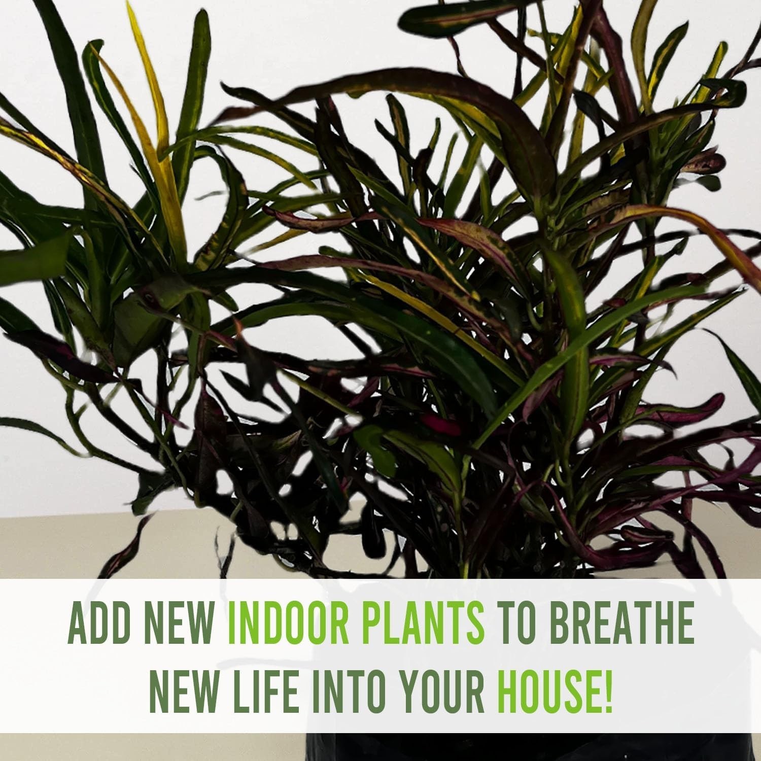 Croton Cock Tail (Pack of 2) Tropical Indoor Plant |Natural Décor Houseplant