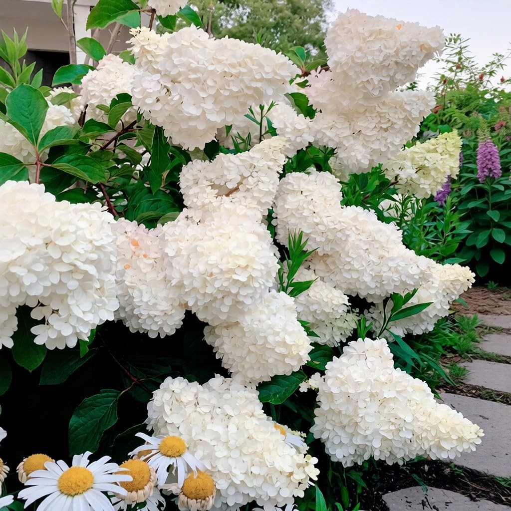 150+ Hydrangea Seeds – Mixed Color Perennial Flowers (Blue, Pink, Red & Mix