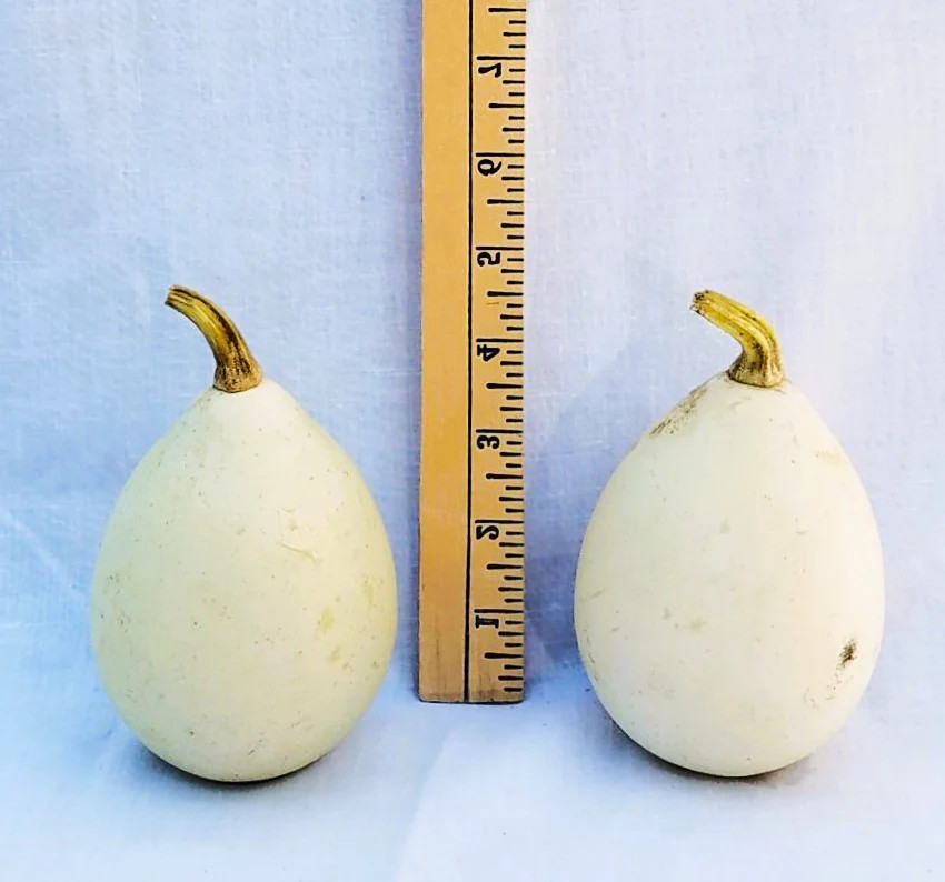 Ozark Nest Egg Ornamental Gourd Seeds – For 2025 Planting Dragon Eggs Cucumber