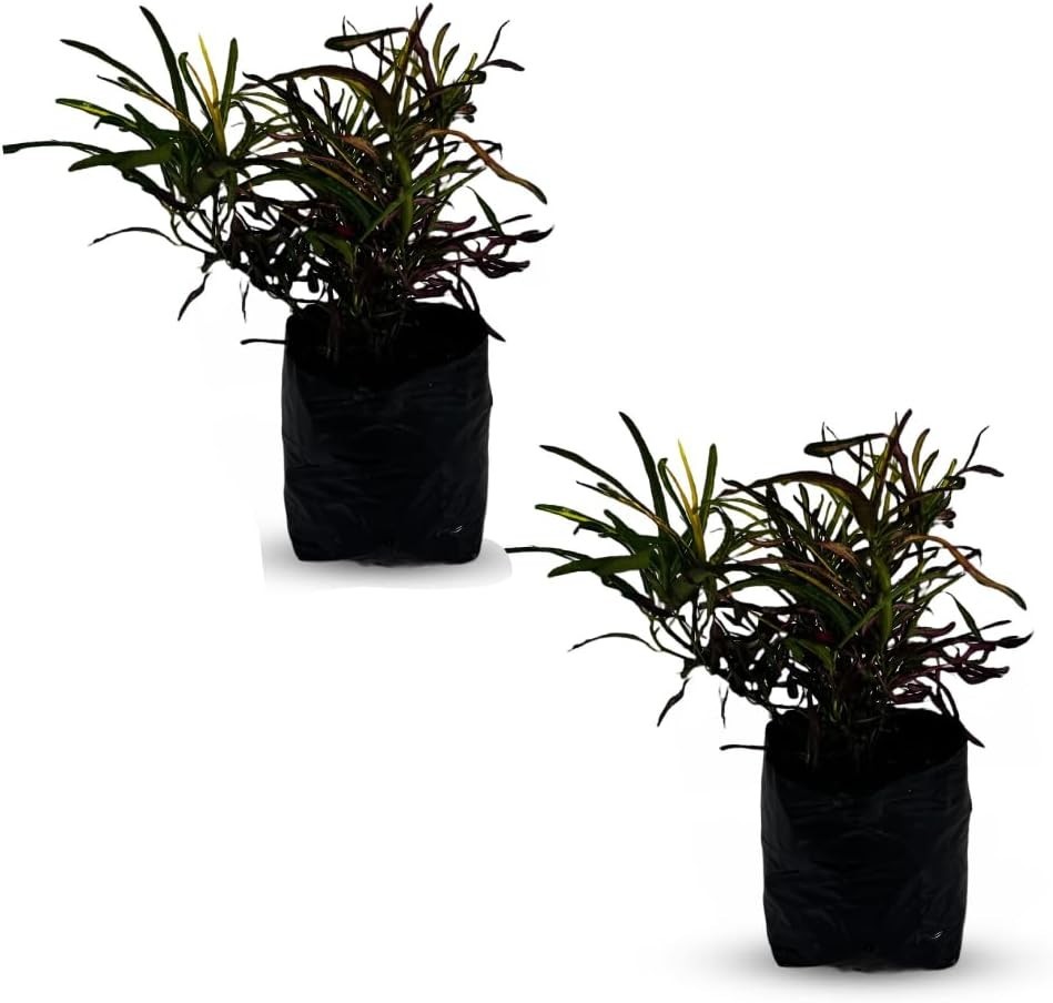 Croton Cock Tail (Pack of 2) Tropical Indoor Plant |Natural Décor Houseplant
