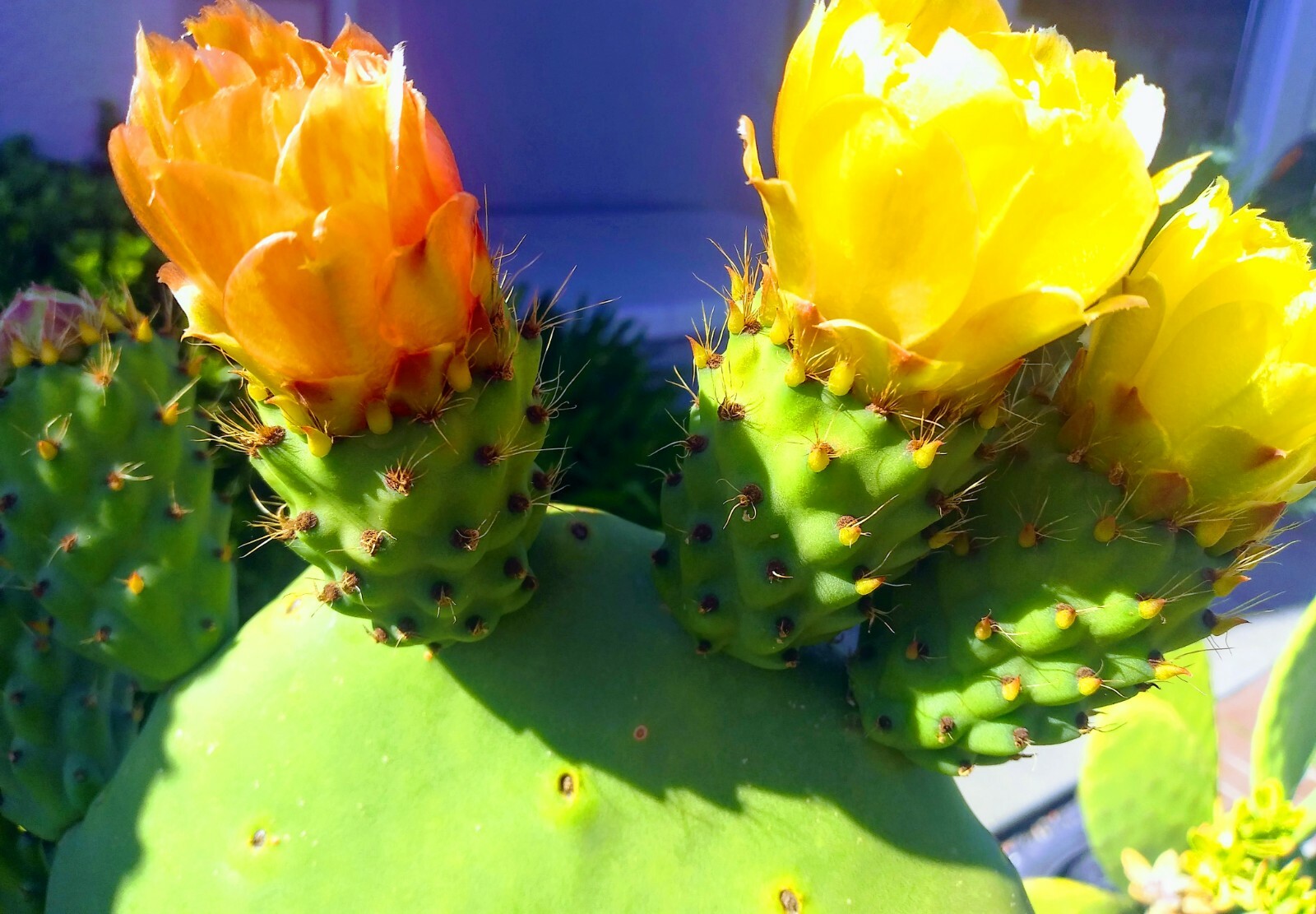 prickly pear cactus plant, grows orange pink and yellow blooms, Pears are edible