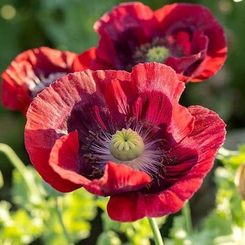 English Maroon Poppy Seeds XL Dark Red Flowers Stratified Genuine P Somniferum