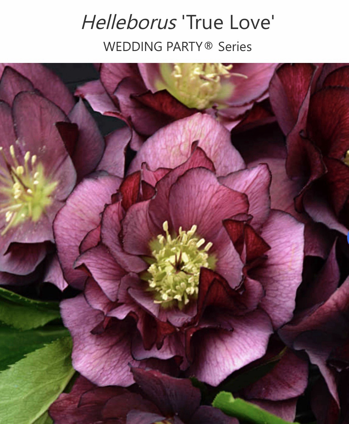 (4) Hellebores Collection. Live Plants. Package Deal!