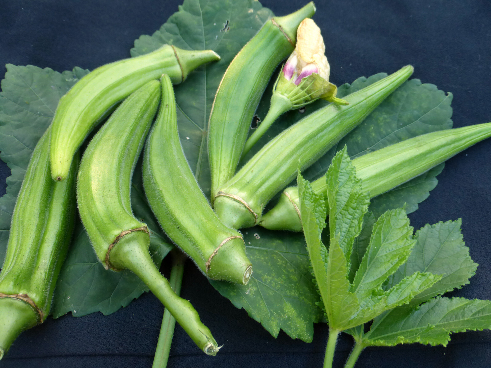 75 CLEMSON SPINLESS OKRA SEEDS. FRESH FOR GARDENS