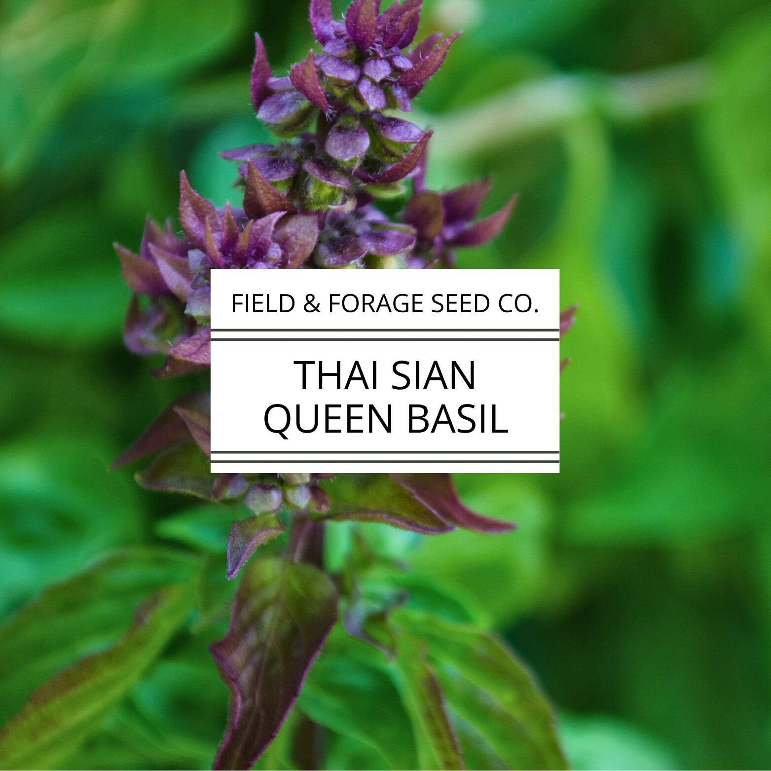 Thai Basil ‘Siam Queen’ | Ocimum basilicum | Pollinator Friendly | Non-GMO – 200
