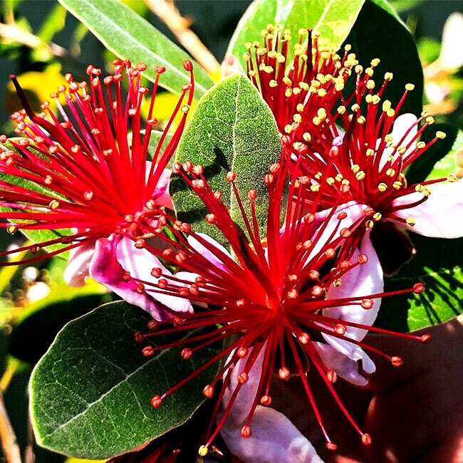 20 PINEAPPLE GUAVA TREE SEEDS “Brazilian Fig Guava Fruit” Tropical Flower Plant