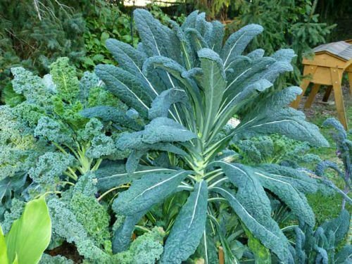 Kale Lacinato (AKA Dinosaur or Tuscan) Heirloom By Seed Kingdom 30,000 Seeds