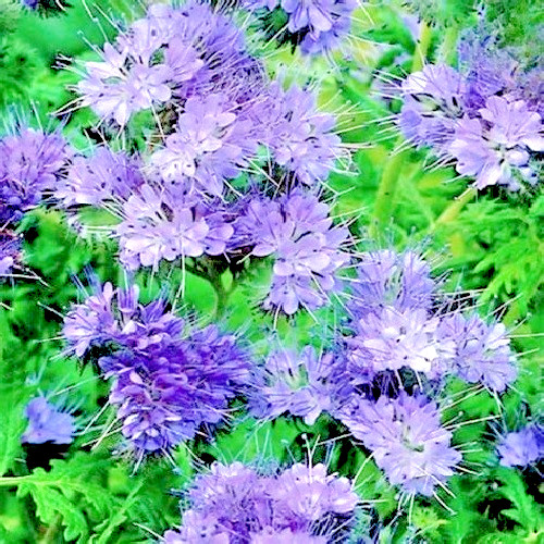 Lacy Phacelia Seeds Purple Tansy Ultimate Pollinator, Bee’s Friend 2,000 Seeds