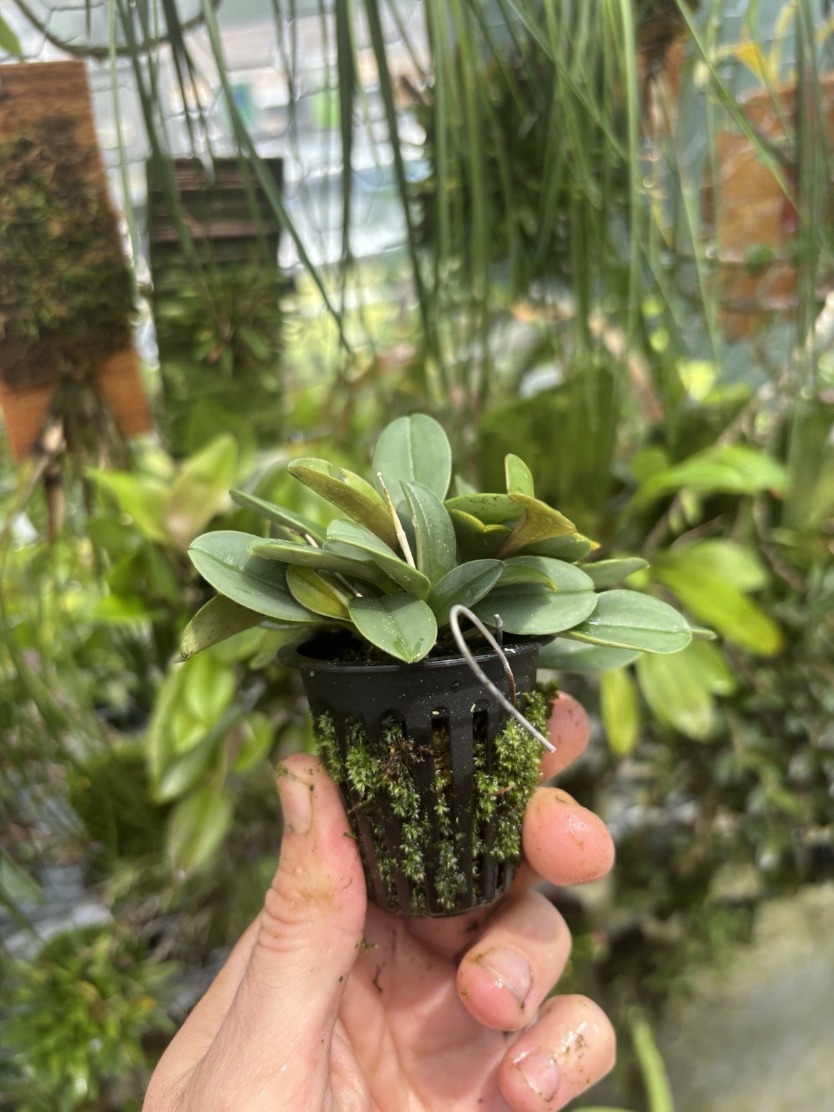Masdevallia leonii Bloom Size Rare Miniature Orchid Species
