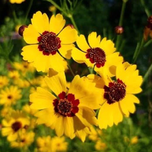 Plains Coreopsis tinctoria Seeds Grow Beautiful Heirloom Calliopsis Flowers