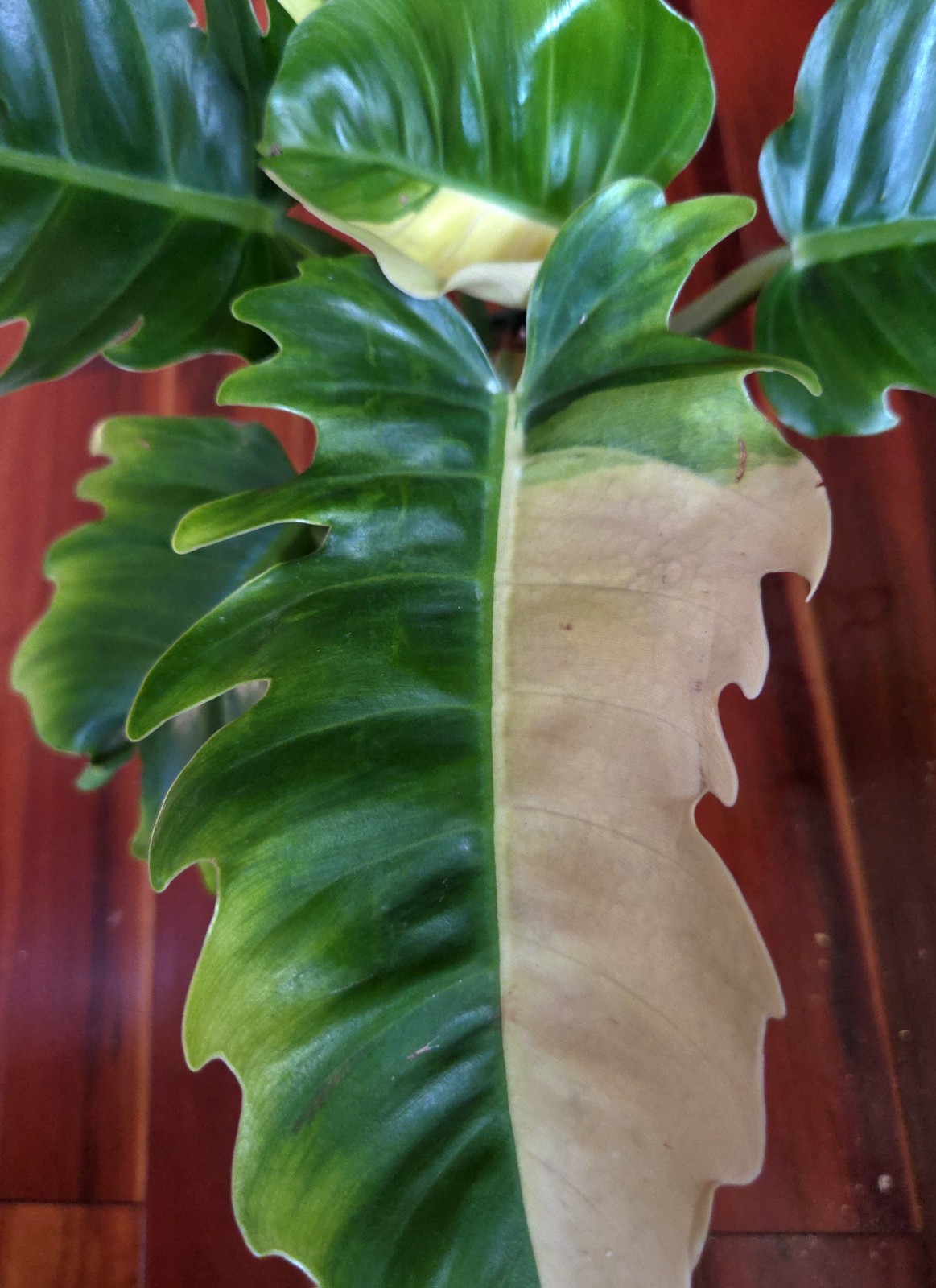 Rare NEW! Philodendron Variegated Jungle Boogi 18″ Wide Not Monstera Anthurium