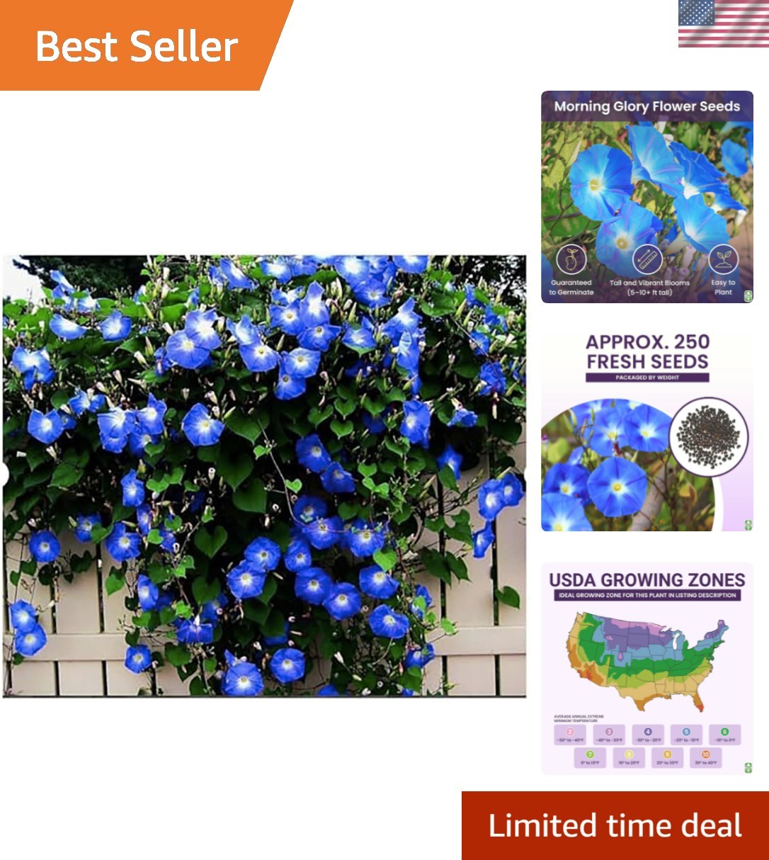 Fast-Growing Heavenly Blue Morning Glory Seeds – Perfect for Sprawling Gardens