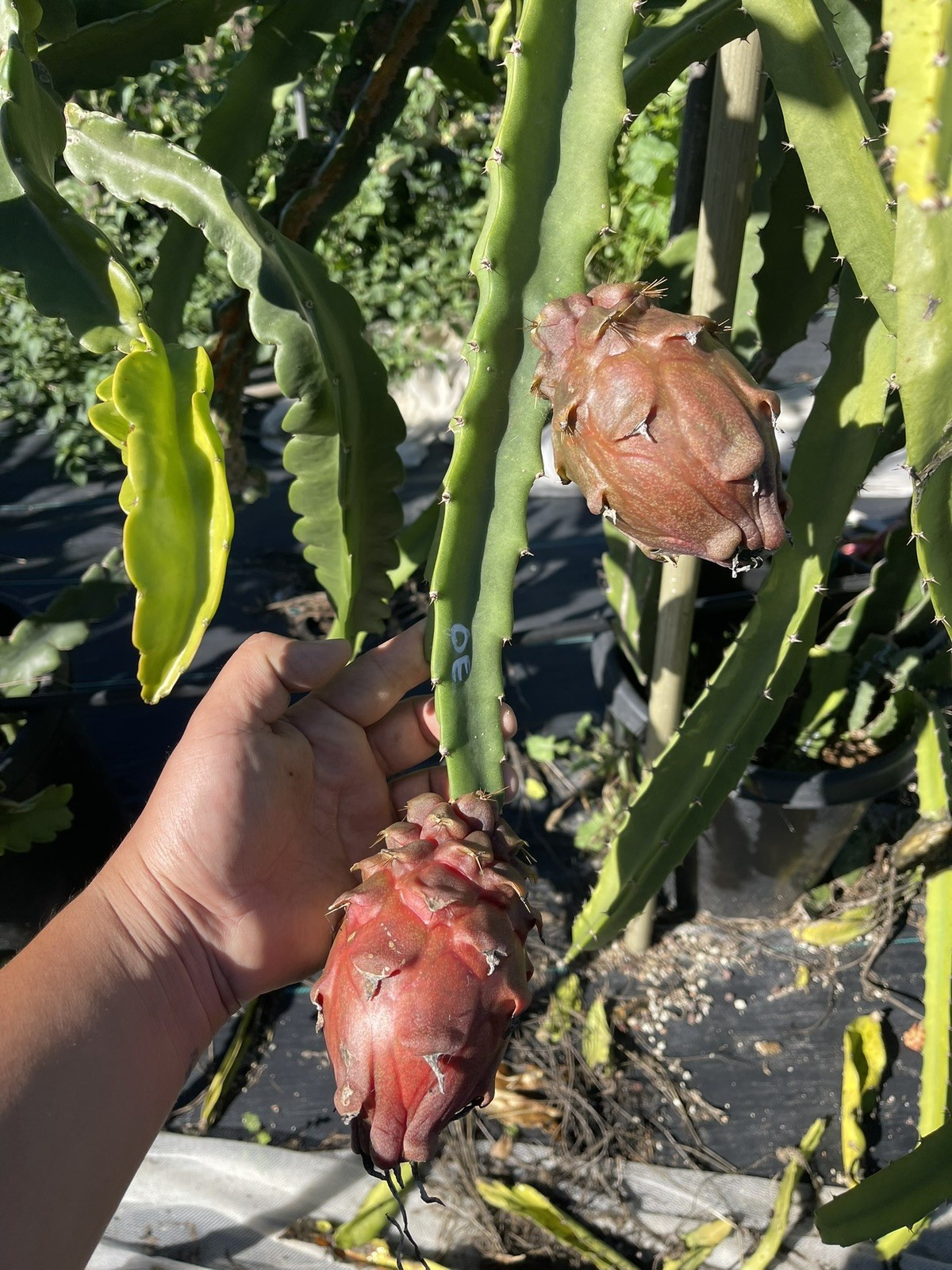 Mature “DIEGO’S DK SEEDLING” Dragon Fruit Cuttings