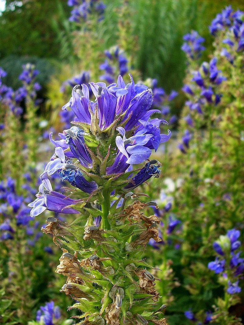 Giant blue lobelia 253 SEEDS, LOBELIA SIPHILITICA hardy, EZ to grow, USA seller