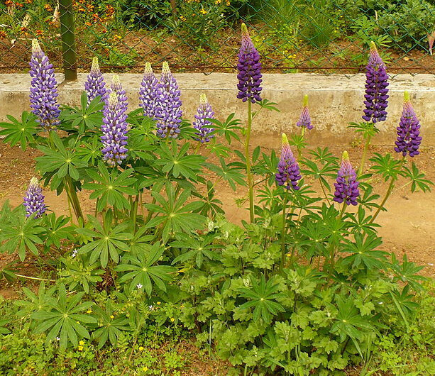 RUSSELL LUPINE MIX 50 SEEDS, MIX OF RED, PURPLE, BLUE/WHITE, PINK, AND MORE…