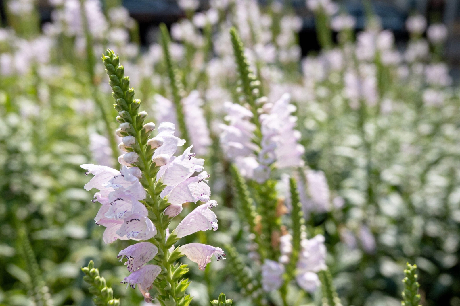 50 WHITE Showy OBEDIENT PLANT (False Dragon Head) Physostegia Angustifolia Seeds