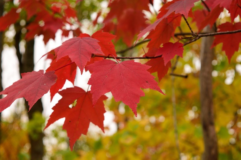 1 Red Maple Tree 12-24″ Acer rubrum Bare Root