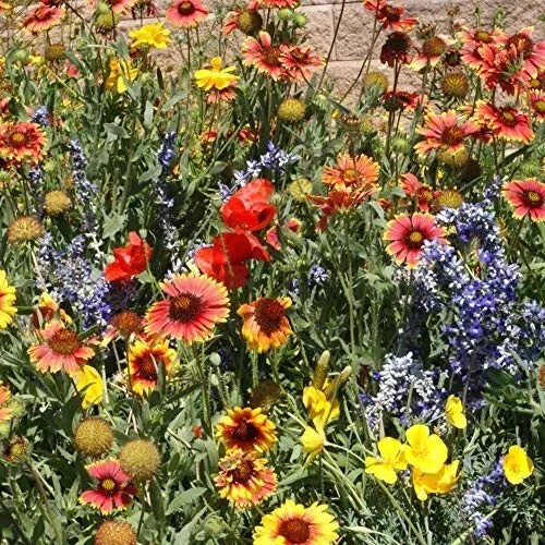 500+ Wildflower Mix Seeds – DROUGHT RESISTANT – 25 Species – Dry Area – Non-GMO