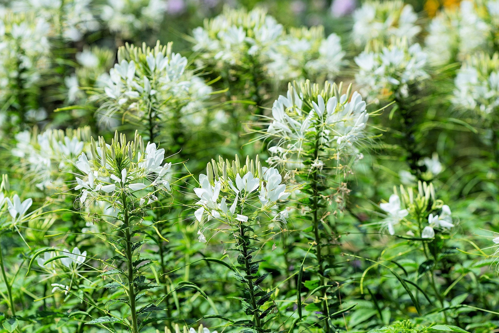 200 WHITE QUEEN CLEOME Hassleriana Cleome Spinosa Spider Flower Seeds