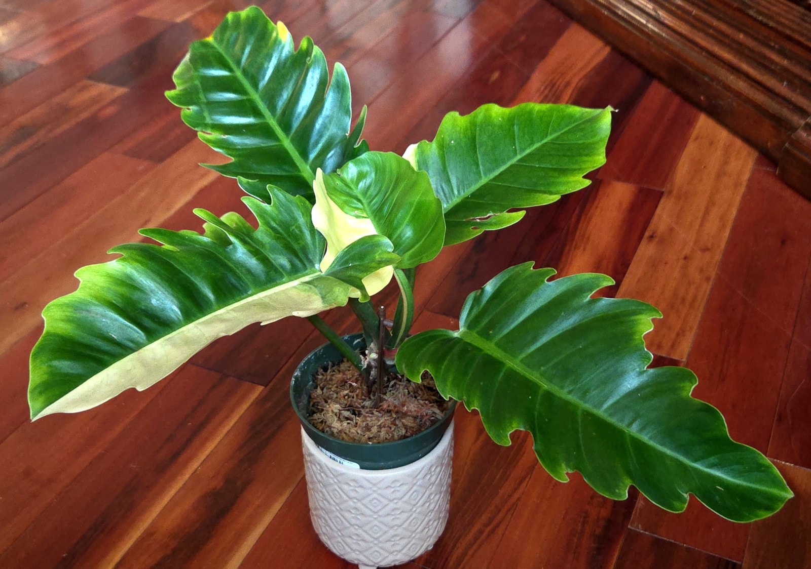 Rare NEW! Philodendron Variegated Jungle Boogi 18″ Wide Not Monstera Anthurium