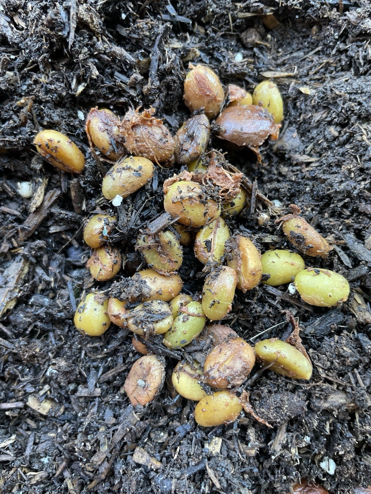 20 Seeds Robusta Coffee Sumatra Island Seeds For Planting