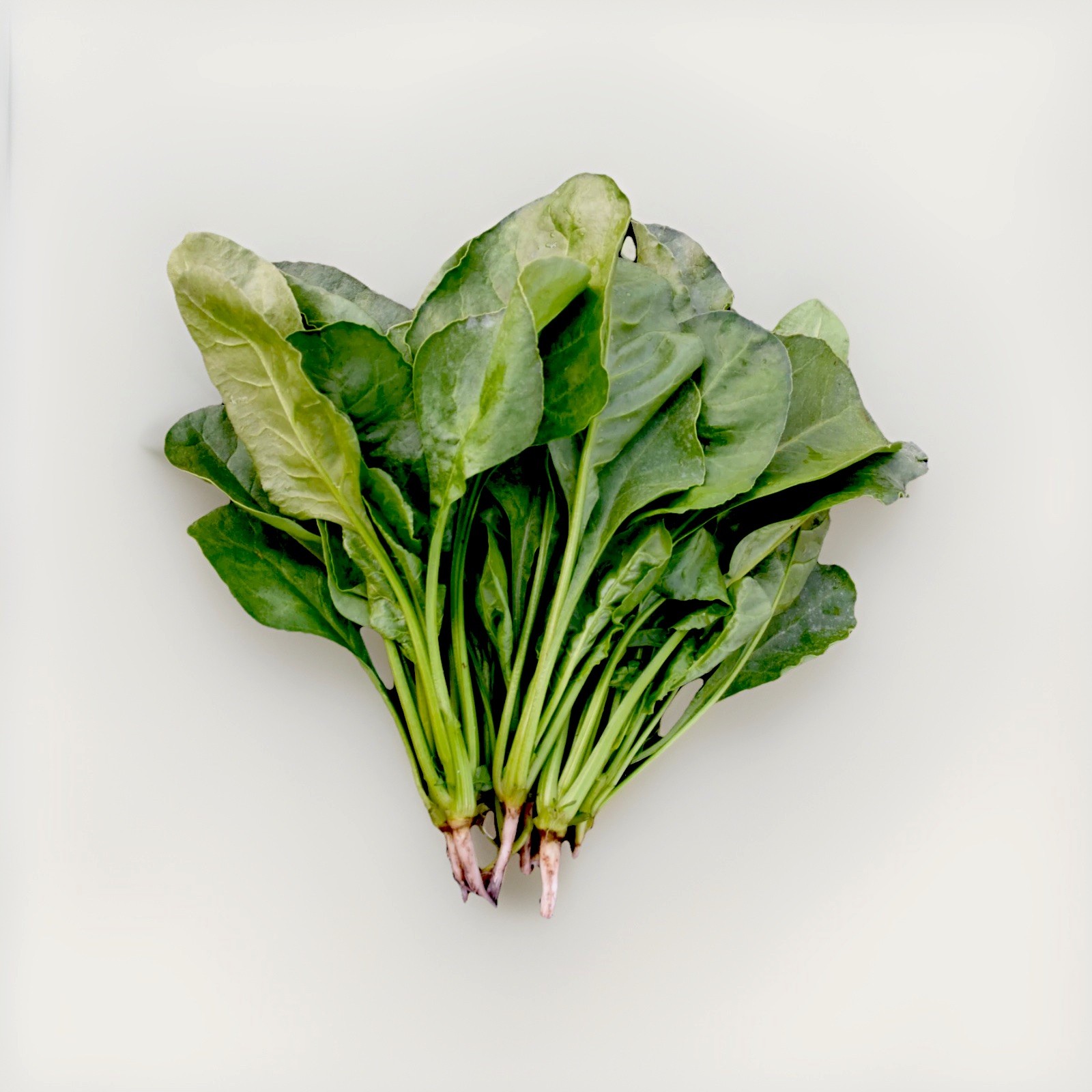10 Grams Spinach Kopi Palong Shak Indian Spinach Seeds Bangladeshi Palong Shak