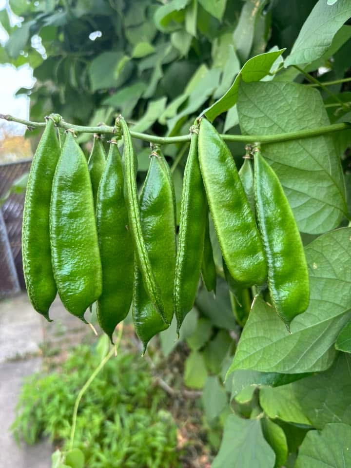 Country Bean Bari – 1 Bangladeshi Flat Bean 10 Deshi Shim Seeds