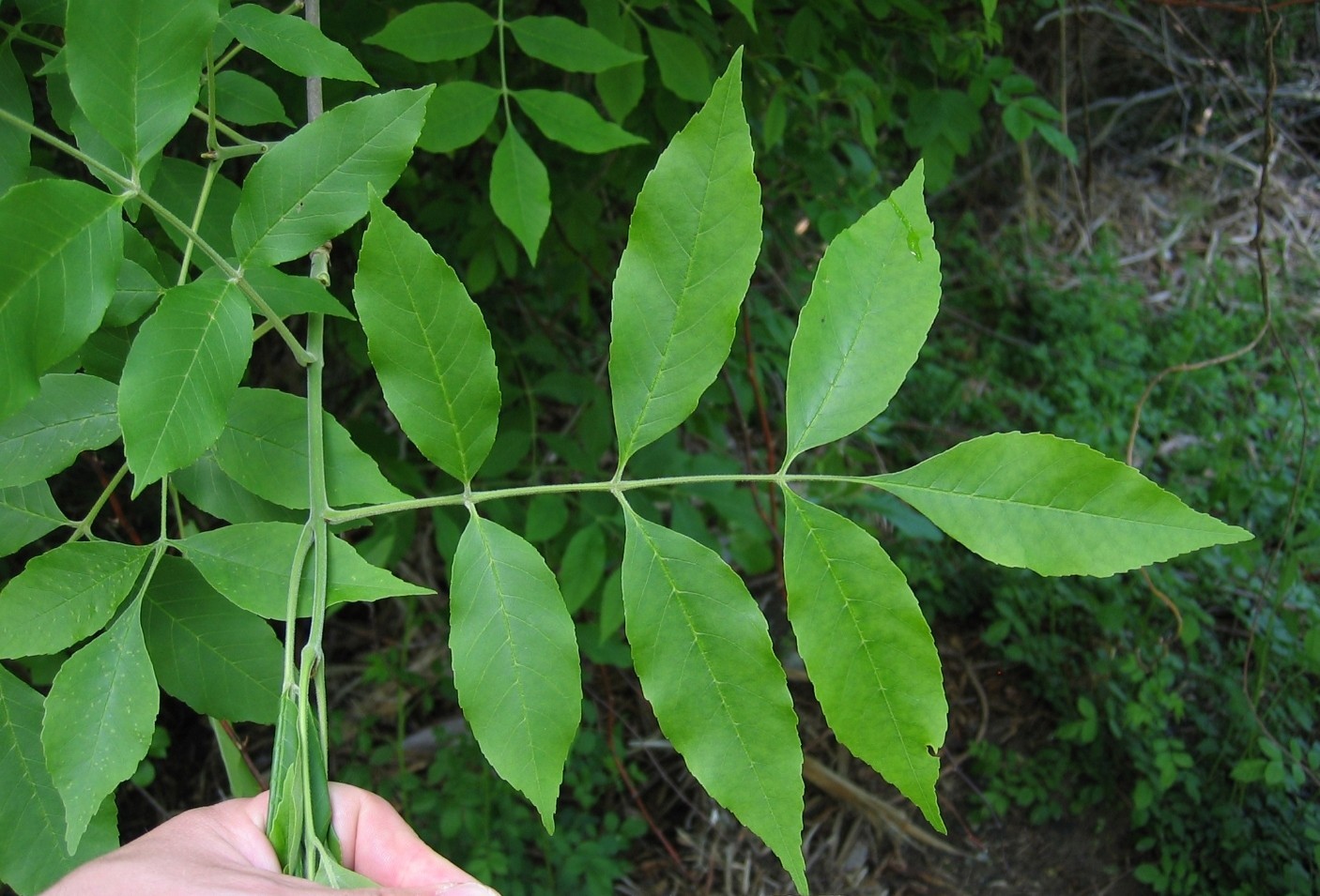 5 Green Ash Tree 12-24″ Fraxinus pennsylvanica Bare Root