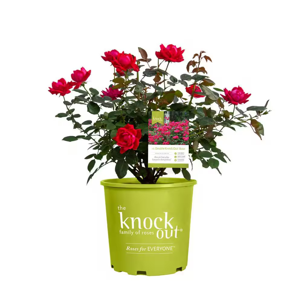 1 Gal. Red Double Knock Out Rose Bush with Double Red Flowers 1 Each