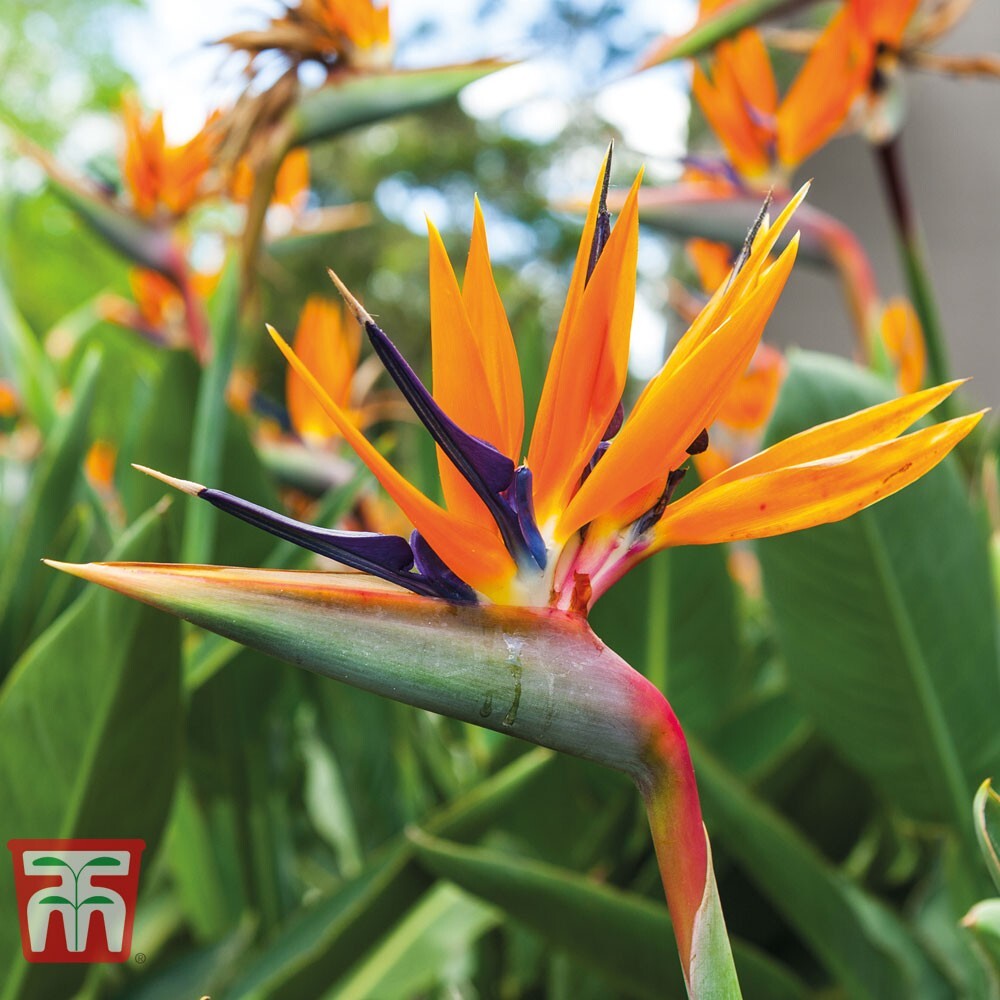 ORANGE Bird of Paradise~Strelitzia Reginae~ROOTED PLANT`10-12 inches tall