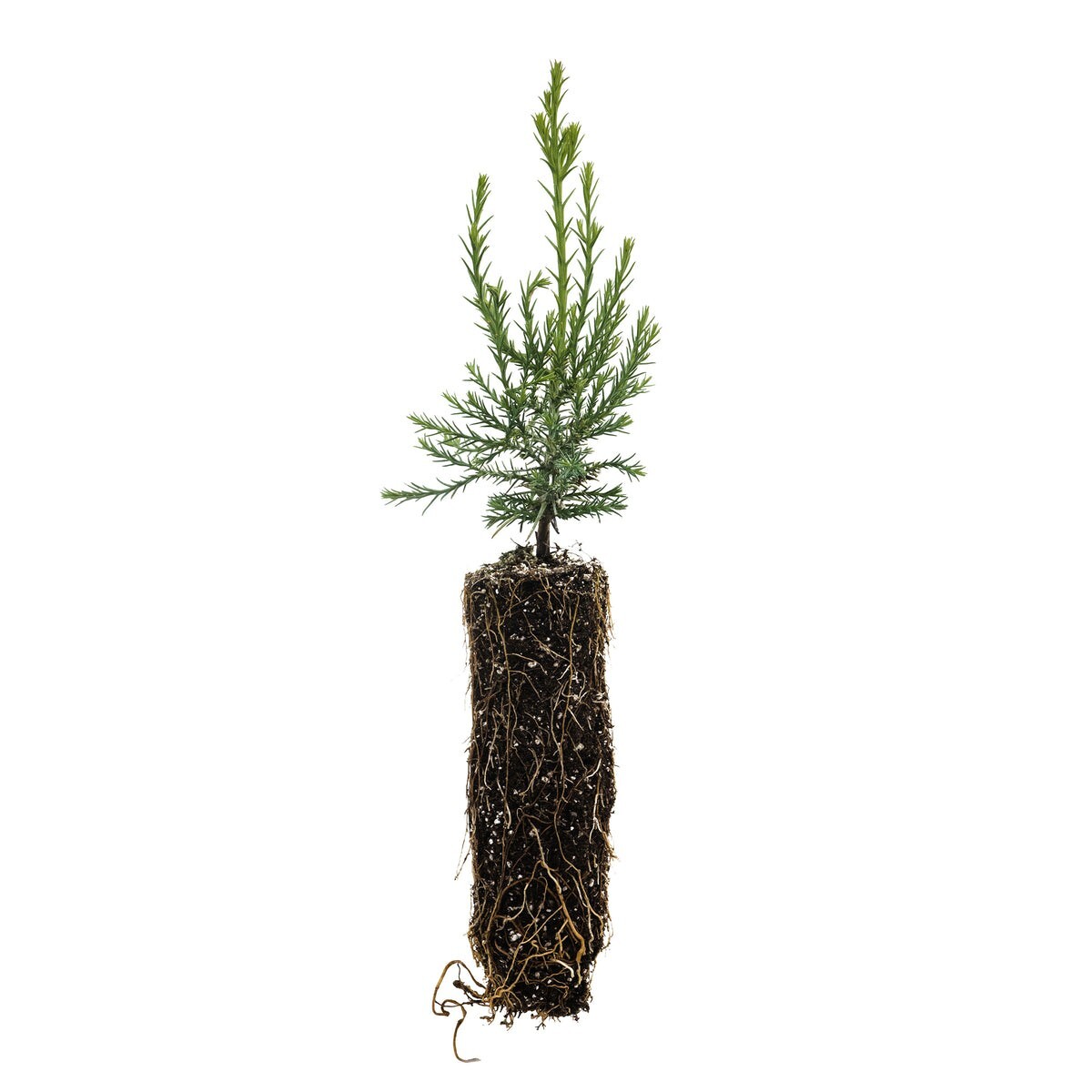 Giant Sequoia Redwood – Sequoiadendron giganteum – 5-8 inches tall, potted
