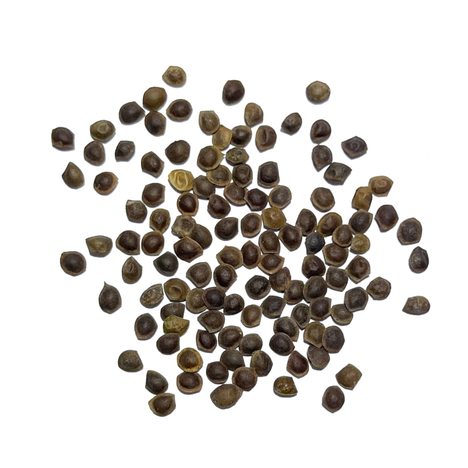 Sensitive Plant Seeds for Planting Mimosa pudica Heirloom & Open Pollinated …
