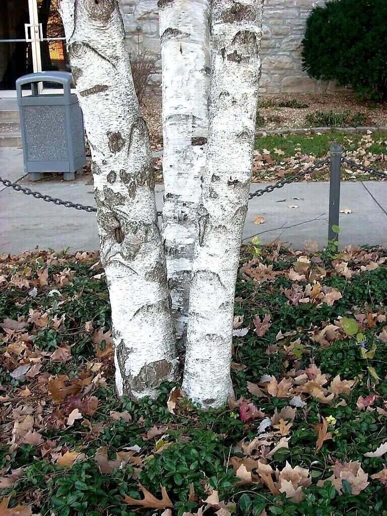 150 Cutleaf Weeping Birch Tree Seeds~Betula Pendula Laciniata~Botanical Gardens