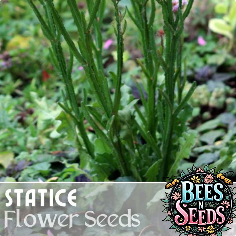 Statice Seeds – 85 Seeds – Cottage Mix – Flower Seed Flowers Garden Non GMO