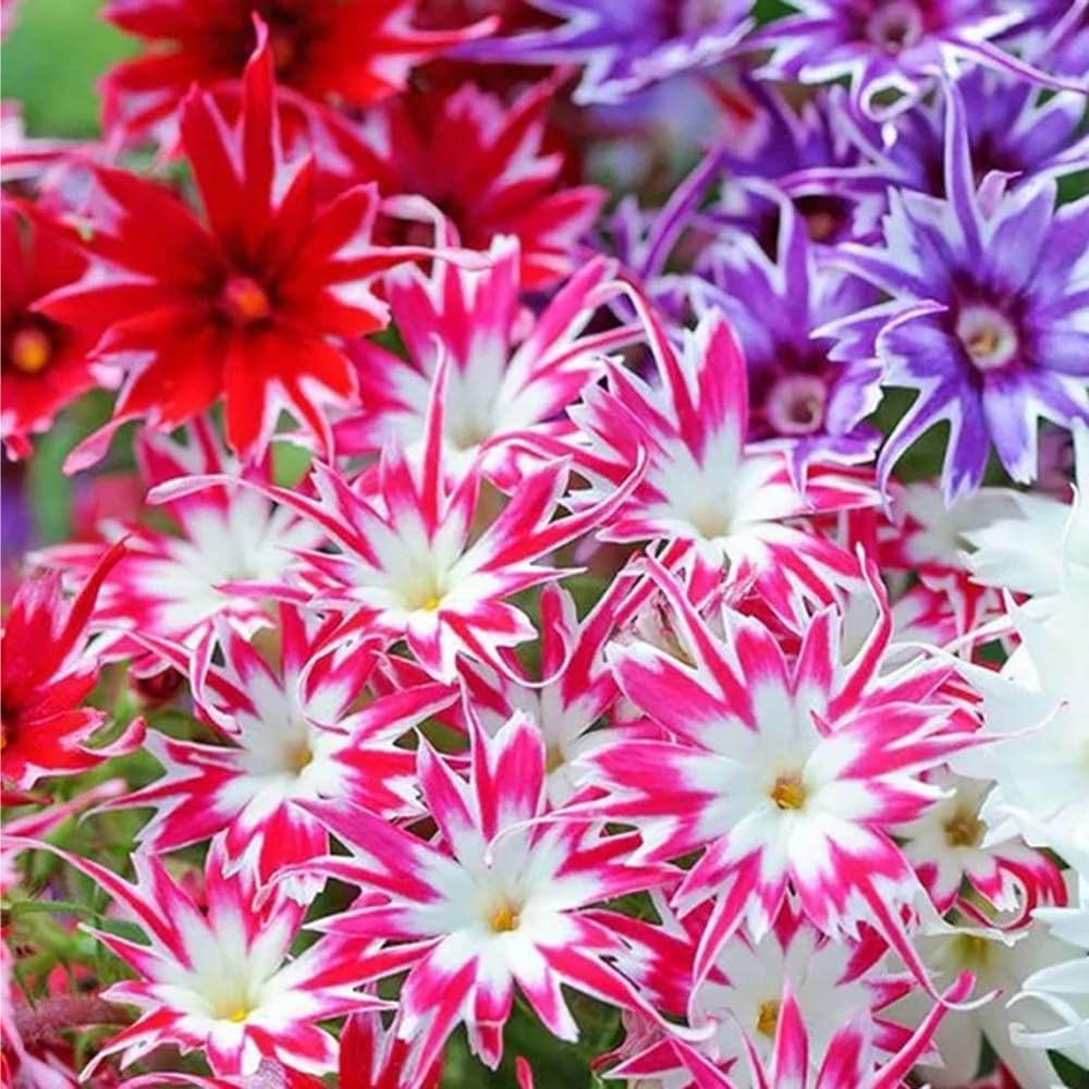 1508+ Creeping Mixed Phlox Seeds for Planting,Bright Perennial Creeping Phlox Se